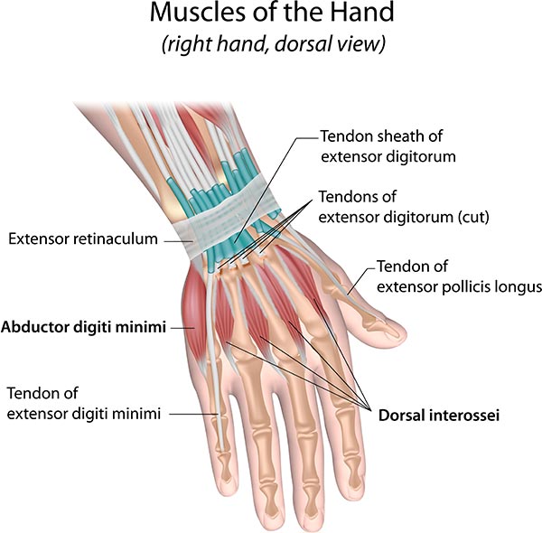 hand anatomy